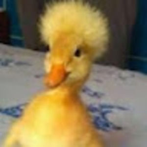 Meet your Posher, Kary